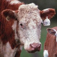 Of the Slaughter of Cows and the Softening of Brains