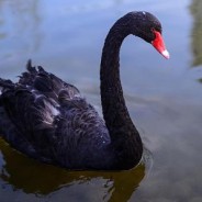 The Year of the Black Swan – Brexit and Trump